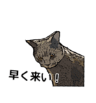 深川猫近堂 ほっこり猫ライフ Vol.3（個別スタンプ：30）