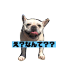 武美だよ（個別スタンプ：1）