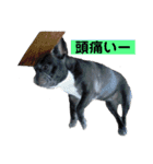 フレンチブルドッグのらむう。（個別スタンプ：2）
