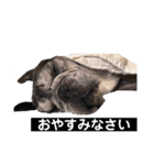 フレンチブルドッグのらむう。（個別スタンプ：4）