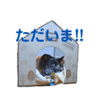 フレンチブルドッグのらむう。（個別スタンプ：11）