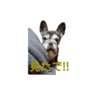 フレンチブルドッグのらむう。（個別スタンプ：12）