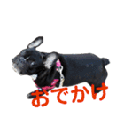 フレンチブルドッグのらむう。（個別スタンプ：14）