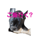 フレンチブルドッグのらむう。（個別スタンプ：16）