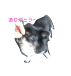 わんわん チワワ（個別スタンプ：1）