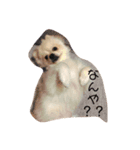 愛しのさだはるくん。（個別スタンプ：3）