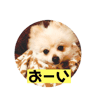 愛しのさだはるくん。（個別スタンプ：7）