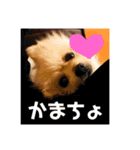 愛しのさだはるくん。（個別スタンプ：8）