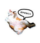 ととろですにゃ。《普段使える猫》（個別スタンプ：1）
