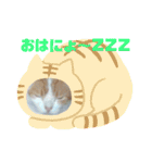 ととろですにゃ。《普段使える猫》（個別スタンプ：2）