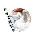ととろですにゃ。《普段使える猫》（個別スタンプ：4）