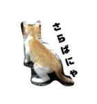 ととろですにゃ。《普段使える猫》（個別スタンプ：5）