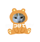 ととろですにゃ。《普段使える猫》（個別スタンプ：6）