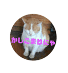 ととろですにゃ。《普段使える猫》（個別スタンプ：8）