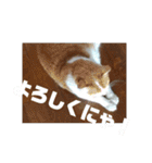 ととろですにゃ。《普段使える猫》（個別スタンプ：9）