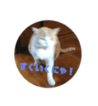 ととろですにゃ。《普段使える猫》（個別スタンプ：10）