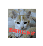 ととろですにゃ。《普段使える猫》（個別スタンプ：11）