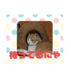 ととろですにゃ。《普段使える猫》（個別スタンプ：12）
