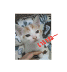 ととろですにゃ。《普段使える猫》（個別スタンプ：13）