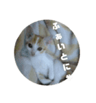 ととろですにゃ。《普段使える猫》（個別スタンプ：14）