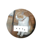 ととろですにゃ。《普段使える猫》（個別スタンプ：15）