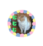 ととろですにゃ。《普段使える猫》（個別スタンプ：16）