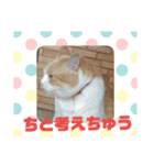 ととろですにゃ。《普段使える猫》（個別スタンプ：17）