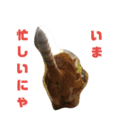 ととろですにゃ。《普段使える猫》（個別スタンプ：18）