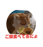 ととろですにゃ。《普段使える猫》（個別スタンプ：19）