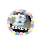 ととろですにゃ。《普段使える猫》（個別スタンプ：21）
