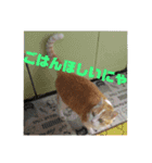 ととろですにゃ。《普段使える猫》（個別スタンプ：23）