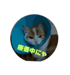 ととろですにゃ。《普段使える猫》（個別スタンプ：24）