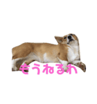 コーギータビの日常（個別スタンプ：4）