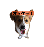 コーギータビの日常（個別スタンプ：10）