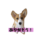 コーギータビの日常（個別スタンプ：11）