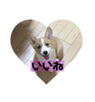コーギータビの日常（個別スタンプ：14）