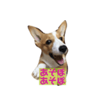 コーギータビの日常（個別スタンプ：15）