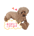 ぷう太くん（個別スタンプ：1）