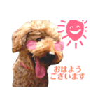 ぷう太くん（個別スタンプ：5）