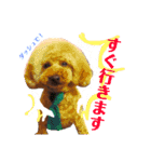 ぷう太くん（個別スタンプ：10）