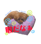 ぷう太くん（個別スタンプ：20）