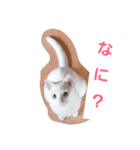 シロネコの日常①（個別スタンプ：1）