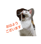 シロネコの日常①（個別スタンプ：2）