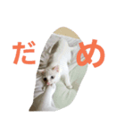 シロネコの日常①（個別スタンプ：3）