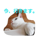 シロネコの日常①（個別スタンプ：4）
