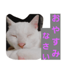 シロネコの日常①（個別スタンプ：5）
