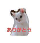 シロネコの日常①（個別スタンプ：6）