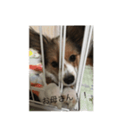 家のコロンくん（個別スタンプ：7）