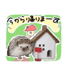 はりねずみのラドファミリー2（個別スタンプ：35）