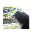 ボーダーコリー 梅吉0502（個別スタンプ：1）
